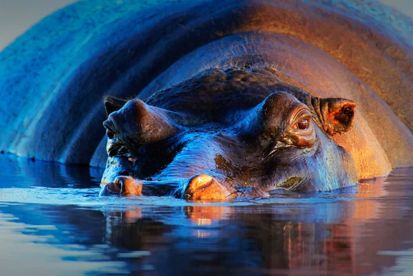 Hippopotamus  at sunset — Stock Photo, Image