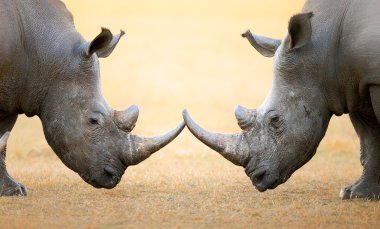 White Rhinoceros  head to head clipart