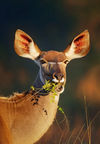 Kudu comendo folhas verdes — Fotografia de Stock