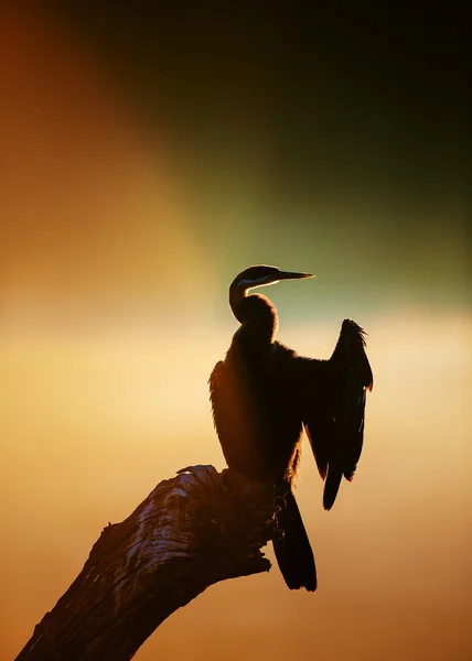 Darter with misty sunrise over water — Stock Photo, Image