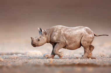 Black Rhinoceros baby running clipart