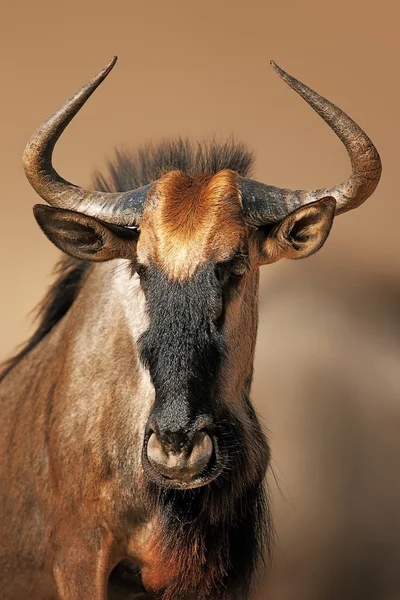 Mavi wildebeest portre — Stok fotoğraf