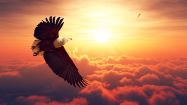 Fish Eagle flying above clouds clipart