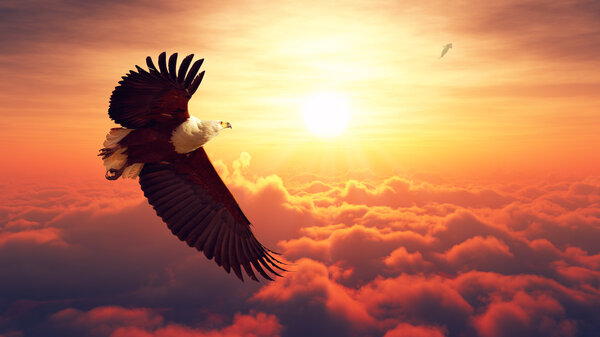 Fish Eagle flying above clouds