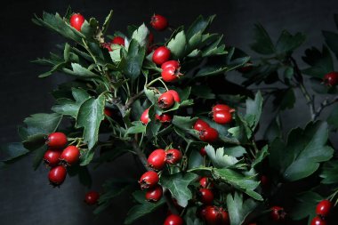 Kırmızı dikenli meyvelerle kaplı dallar.