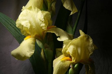 Sarı süsen çiçekleri. Çiçekli arka plan, büyük sarı süsen çiçekleri..