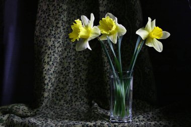 Üç nergis, bir vazo suyun içinde, koyu renk perdelerin önünde duruyor..
