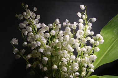 Vadinin yapraklarından oluşan bir buket zambak.