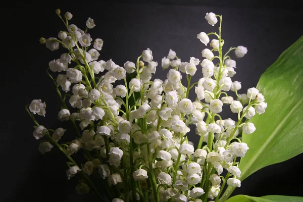 Vadinin yapraklarından oluşan bir buket zambak.