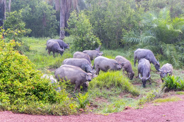 Asia buffalo in nature — Stock Photo, Image