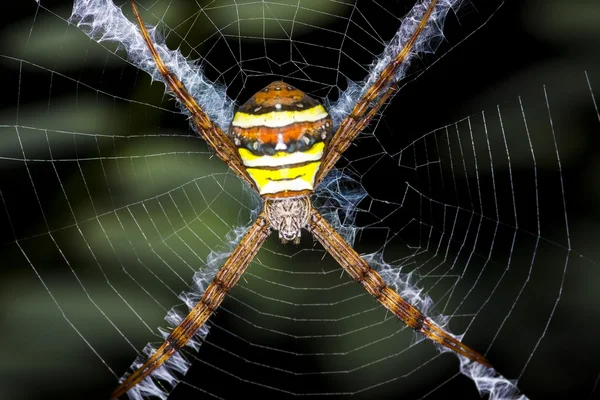 Argiope argentata spider — Stock Photo, Image