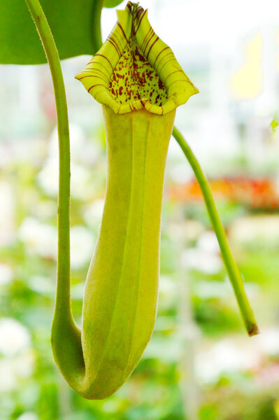 Nepenthes plant