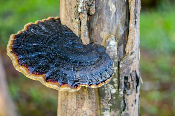 Lingzhi mushroom — Stock Photo, Image