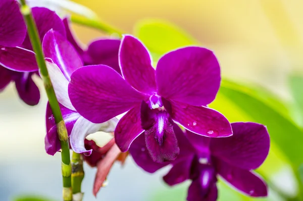 Phalaenopsis orchid flower — Stock Photo, Image