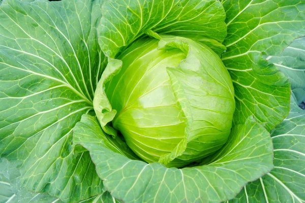 Raw cabbage — Stock Photo, Image