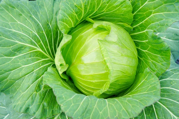 Rohkraut — Stockfoto