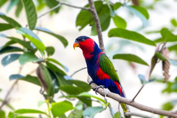 Regenboog parrot — Stockfoto