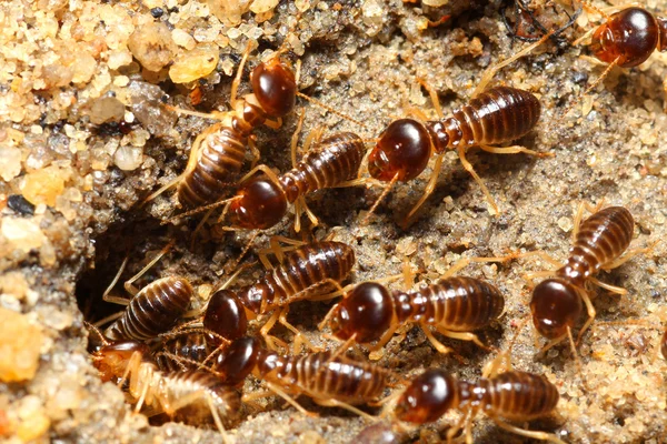 Gruppo di termit — Foto Stock