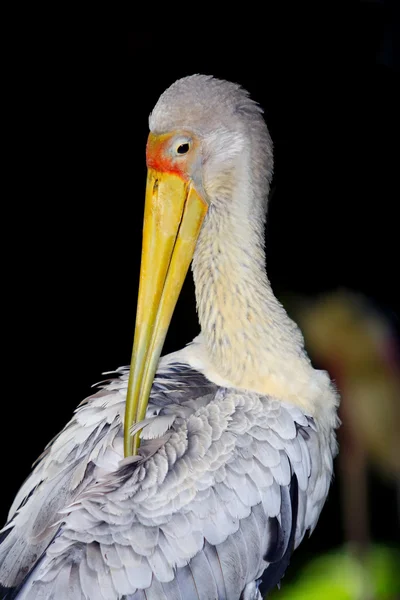 Čáp ptačích druhů — Stock fotografie