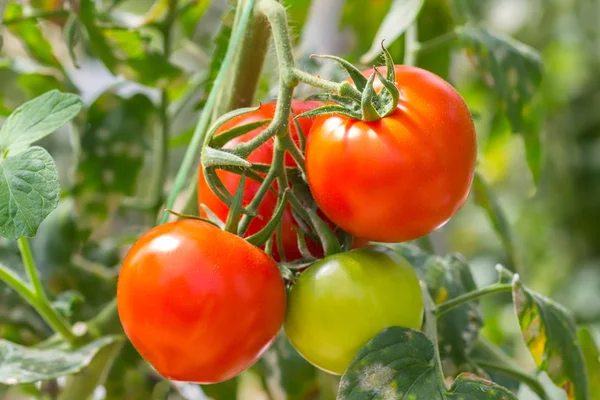 RAW помідори — стокове фото