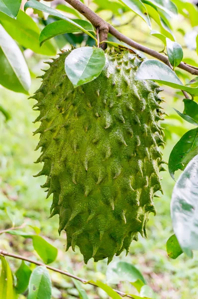 Raw soursop fruit — Stock Photo, Image