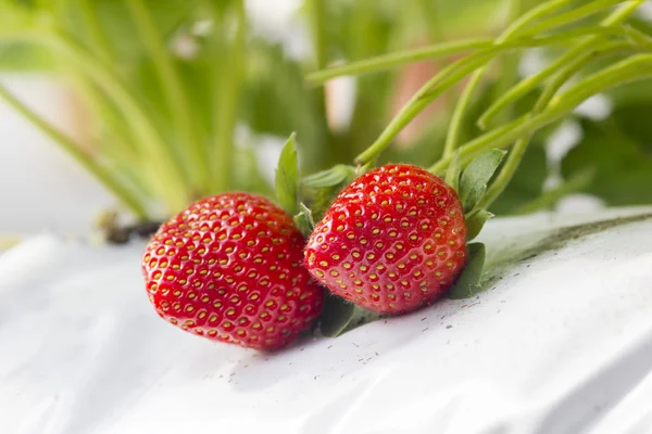 Growth strawberry — 图库照片