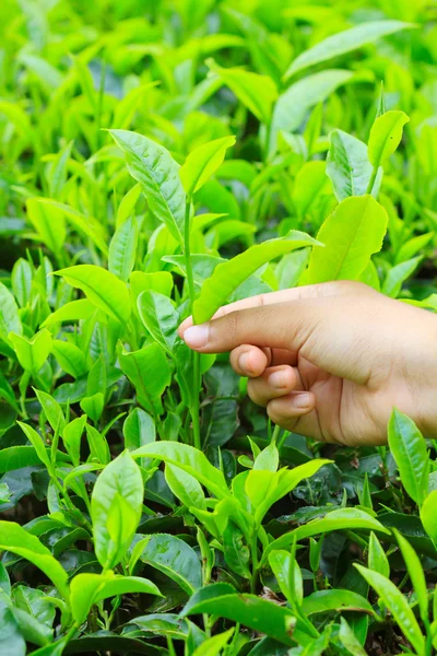 Tea leaf and hand — Stockfoto