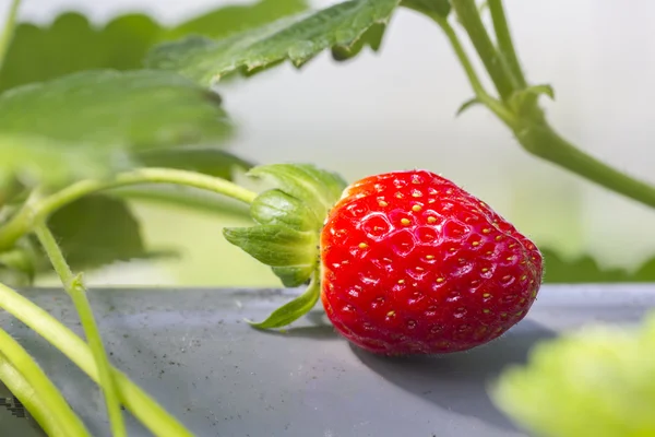 Fragola cruda — Foto Stock