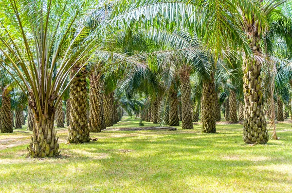 Palm oil tree — Stock Photo, Image