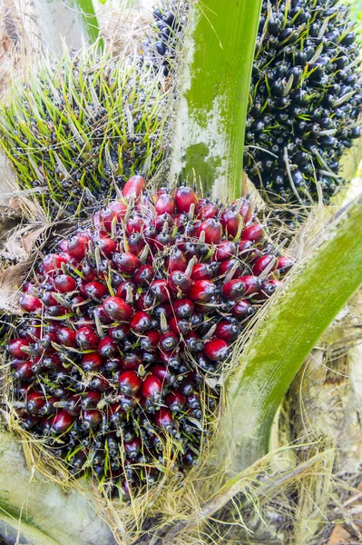 Fruto de óleo de presunto — Fotografia de Stock