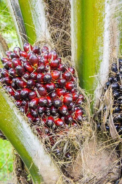 Pam oil fruit — Stock Photo, Image