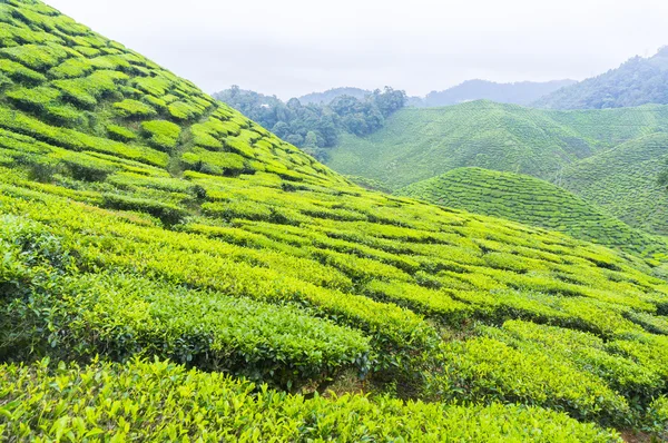 Cameron highland tea plantation — Stock Photo, Image