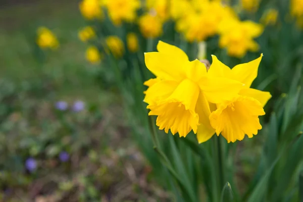 Flores de primavera en la naturaleza —  Fotos de Stock