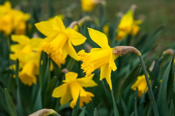 Spring flowers in nature — Stock Photo, Image