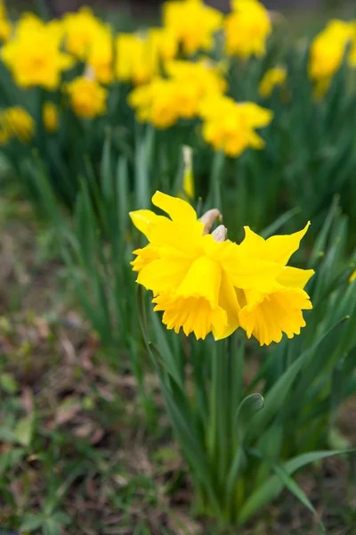 Frühlingsblumen in der Natur — Stockfoto