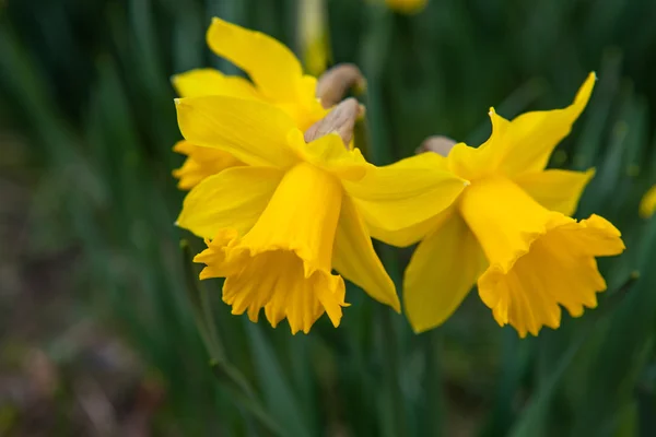 Fiori primaverili narcisi — Foto Stock