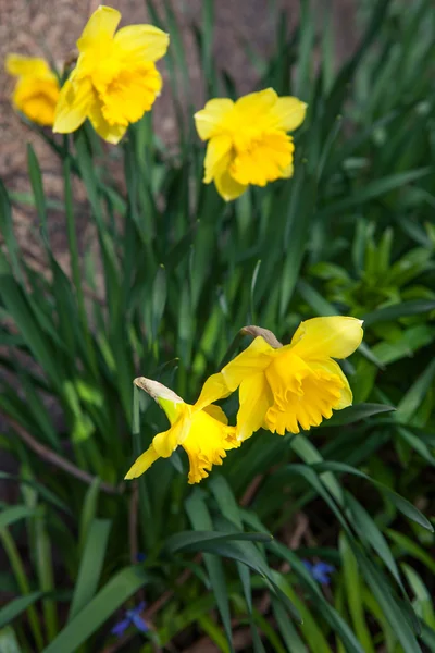 Flores de primavera na natureza — Fotografia de Stock
