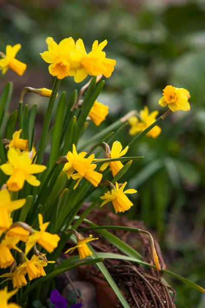 Bellissimi fiori primaverili — Foto Stock