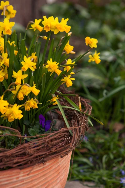 Красиві весняні квіти на відкритому повітрі — стокове фото