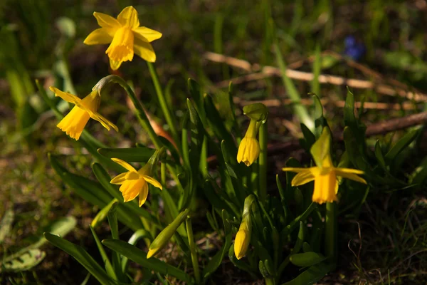 Весняні квіти в природі Стокова Картинка