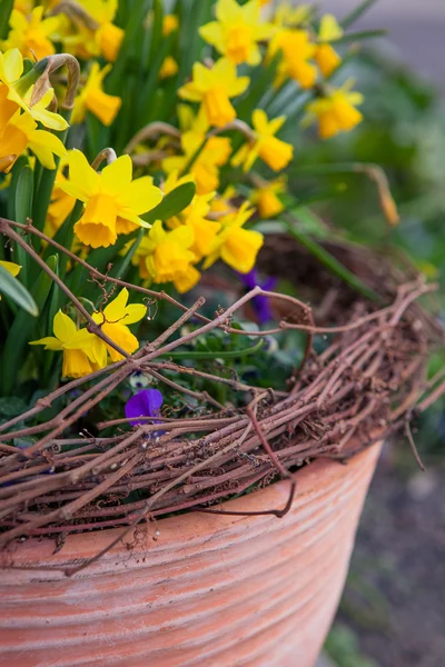 Красиві весняні квіти в горщику Ліцензійні Стокові Фото
