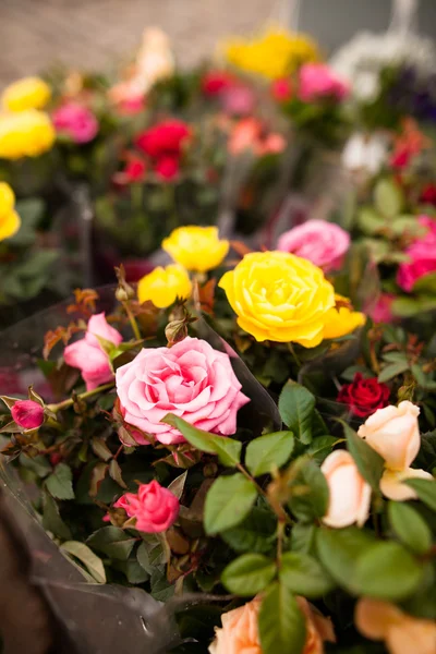 Schöne Blumen — Stockfoto