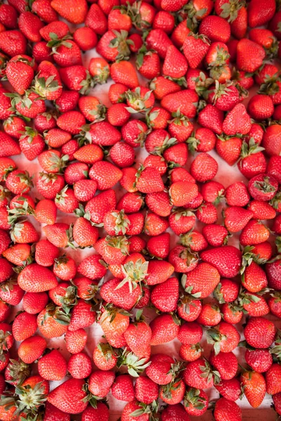 Verse aardbeien — Stockfoto