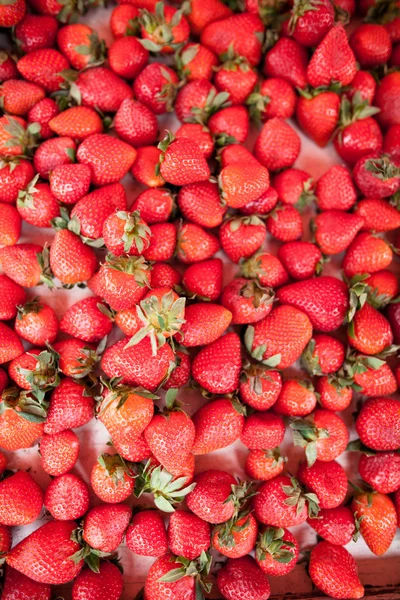 Verse aardbeien — Stockfoto