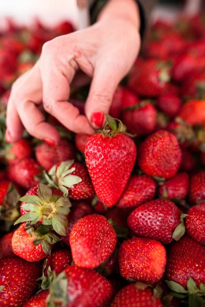 Verse aardbeien — Stockfoto