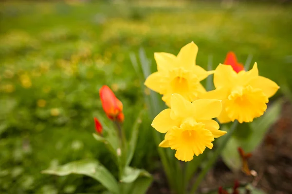 Fiori primaverili — Foto Stock