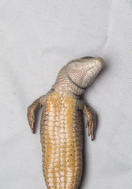 Kertenkele sırtında sersem