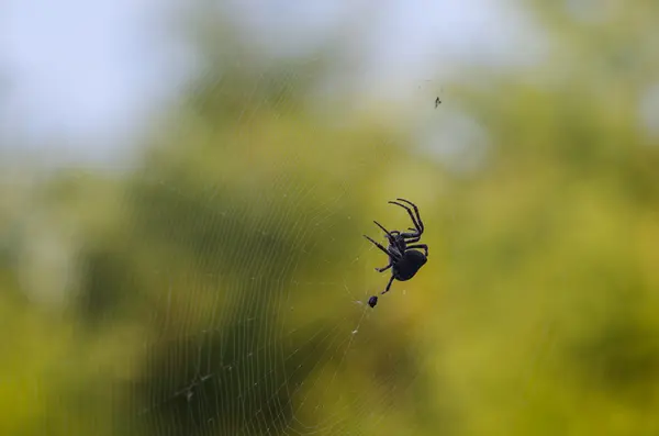 Araneus クモの web で待っています。 — ストック写真