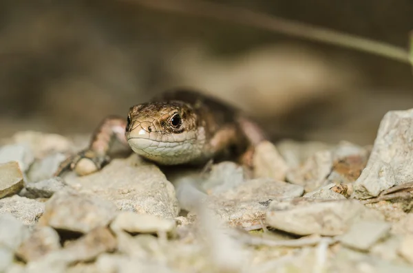 Lagarto rastejando pela superfície rochosa — Fotografia de Stock