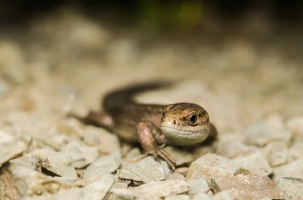 Lagarto arrastrándose por la superficie rocosa — Foto de Stock